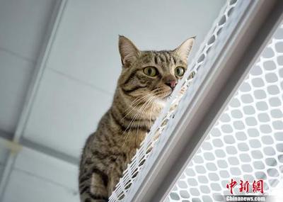 报告:2019全国城镇养宠达6120万人 宠物猫市场规模为780亿