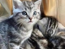 深圳宠物领养中心猫