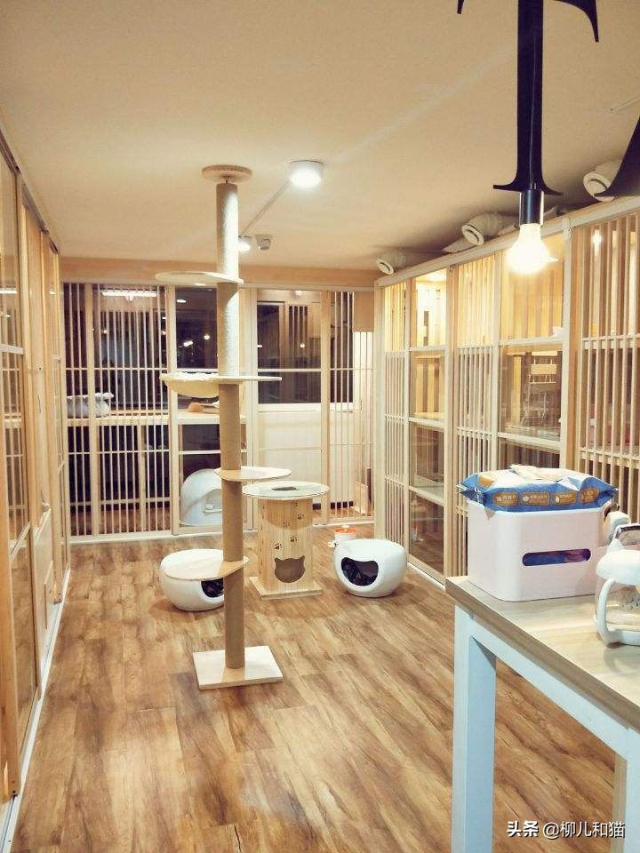 宠物猫多少钱(家庭式宠物猫寄养没有前景) - bat日报