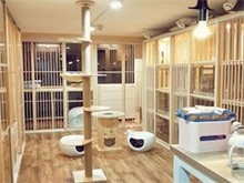 盐城宠物猫寄养