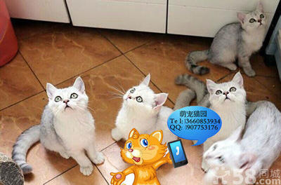 【图】杨阳的家庭繁殖萌猫健康,以猫会友,寄养服务。 - 越秀宠物猫 - 广州58同城