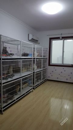 ★宠物猫家庭寄养服务 ★ - 宠物花鸟市场 - 得意生活-武汉生活消费社区