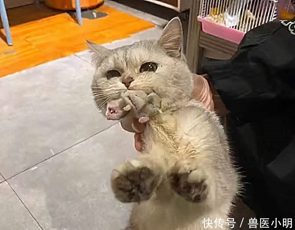 把猫寄养在宠物店,隔天接到老板电话:赶紧来把猫接走