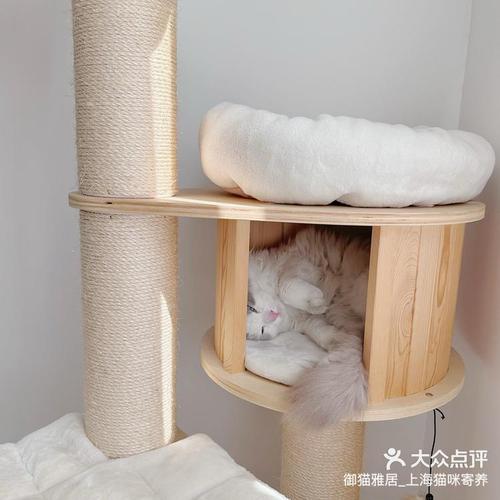 假期出行不用愁，上海猫咪寄养全攻略