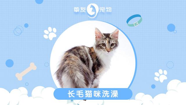 挚友宠物猫狗专售美容寄养盈丰路店——您的爱猫寄养理想之选