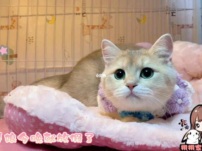 天津宠物猫咪寄养 家庭式寄养指南
