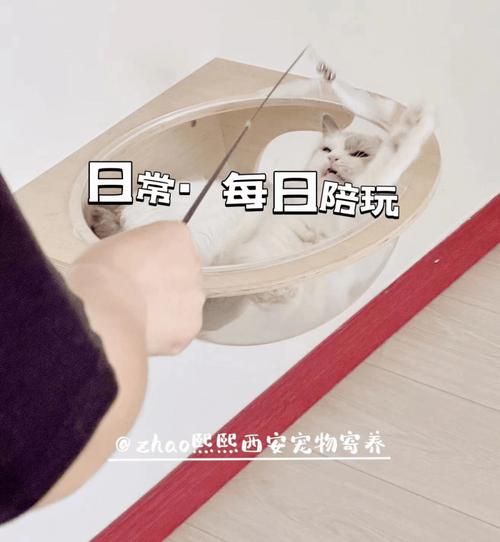 御锦城猫咪寄养指南，超详细！