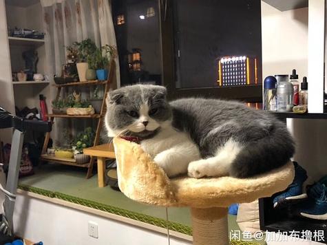 上海嘉定宠物节日猫喵寄养全指南 让爱猫安心度假