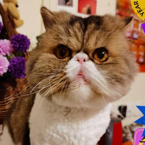 猫寄养指南 如何选择靠谱的宠物猫寄养服务并拍出暖心寄养照