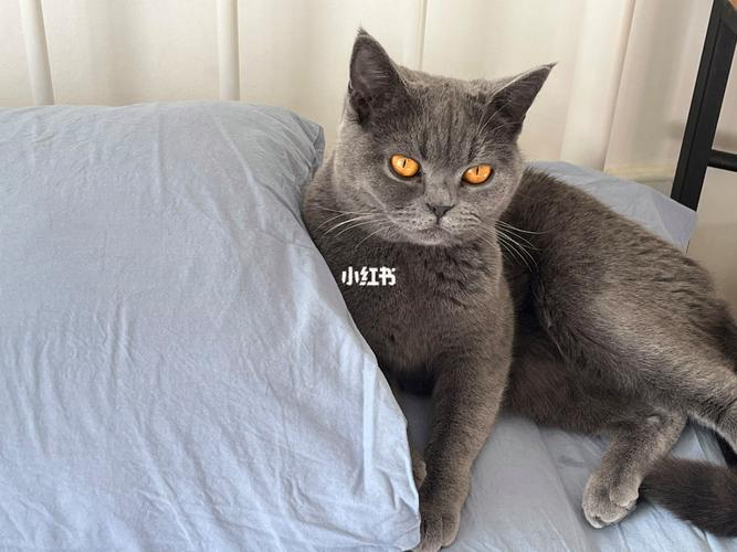 春节猫咪寄养全攻略 北京宠物寄养指南