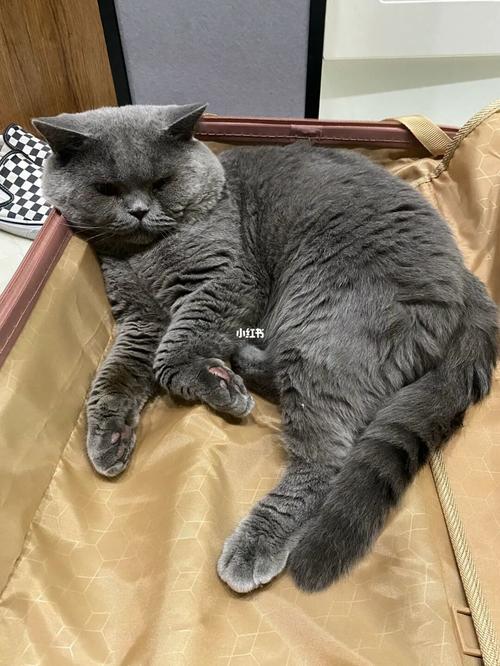 猫咪寄养后的装修风波 从焦虑到安心的养宠生活