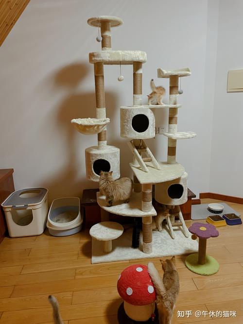 宁波猫咪寄养全攻略 家庭寄养 vs 上门喂养，如何科学选择？