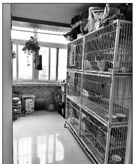 家庭寄养宠物走红背后 每天20元的猫寄养，隐忧何在？