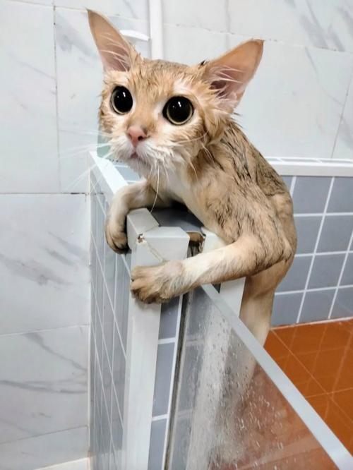 猫咪寄养+洗护全攻略 出门放心，主子舒心
